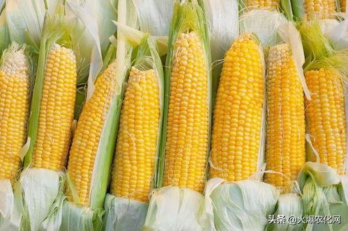 玉米视频国产在线观看