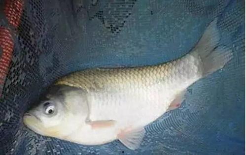 国产浅水鱼图鉴视频,探秘我国水族宝库