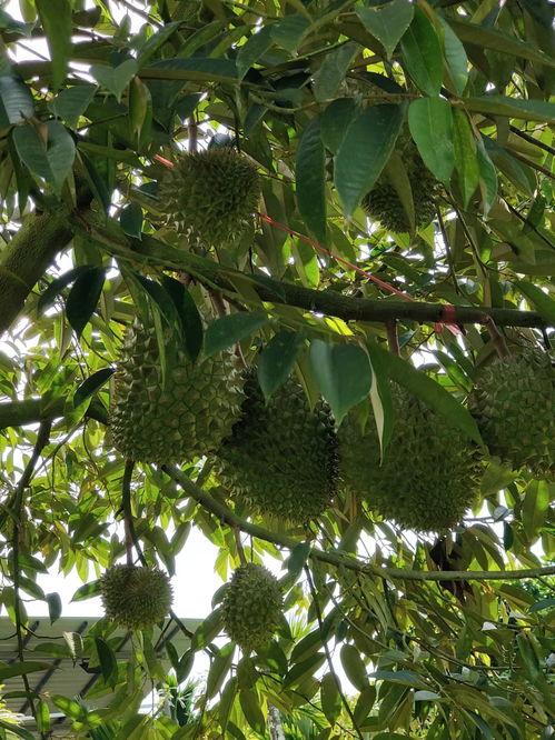 榴莲视频国产免费看