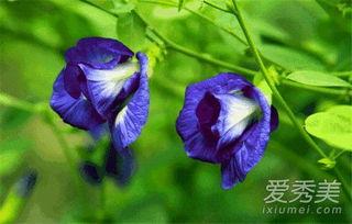 国产蝶豆花种植视频,国产种植视频深度解析