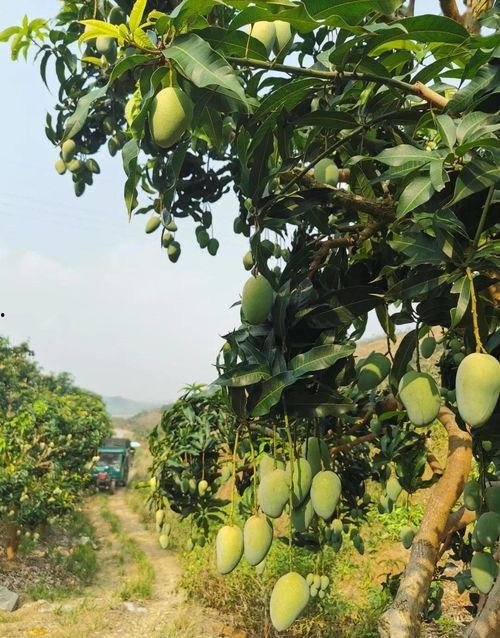 9丨国产野外芒果视频,探寻自然之美的果实传奇