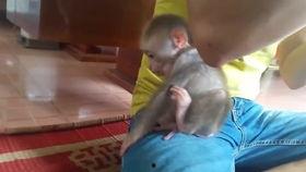 国产的小猴子视频,萌动时光，欢乐无限